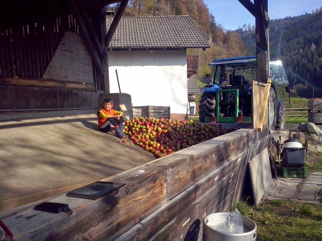 Verarbeitung von Äpfeln des Gasthaus Prodinger Hoisbauer