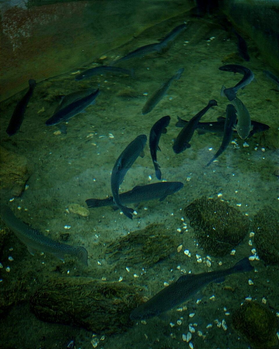 Fische